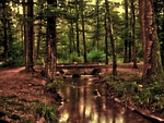 forest, romantic, mystical, tree, bach, watercourse, wave, bridge, swimming pool, kneipp pool, wellness, hdr, the atmosphere, glade, reflection, earth, brown earth, brown forest, brown tree, brown wellness, brown bridge, brown wave, brown mirror, nature, brown waves